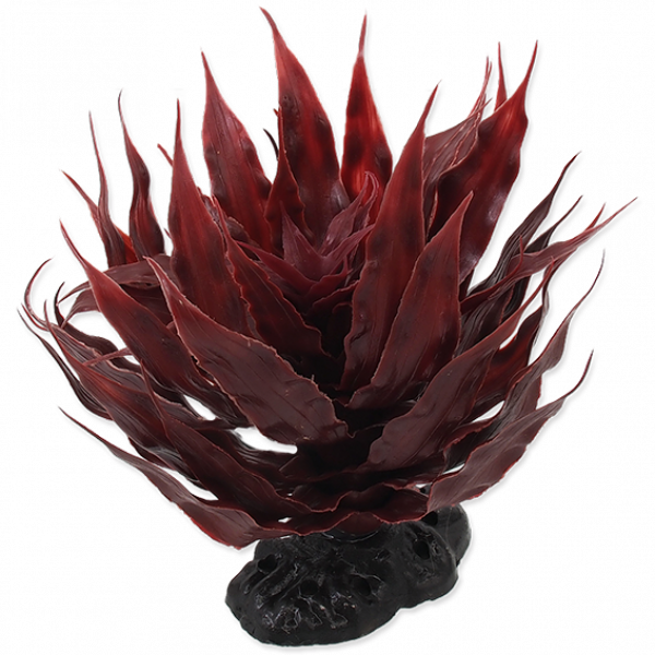 Plant Agave Red